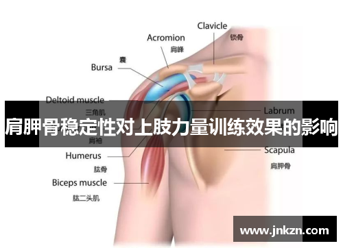 肩胛骨稳定性对上肢力量训练效果的影响